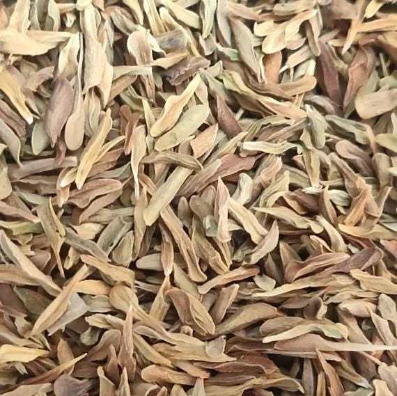 15 White Loroco Seeds - Climbing Edible Flower Vegetable Vine for Planting - Image 7