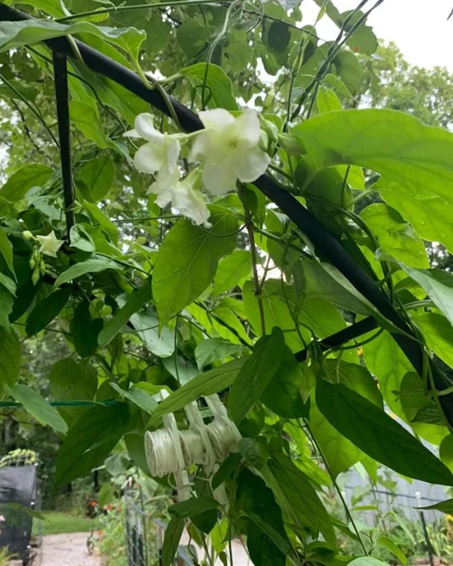 15 White Loroco Seeds - Climbing Edible Flower Vegetable Vine for Planting - Image 1