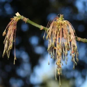2 American Hackberry Trees Live Plant – 1-2ft Tall Bare Root – Deciduous Shade Tree - Image 3