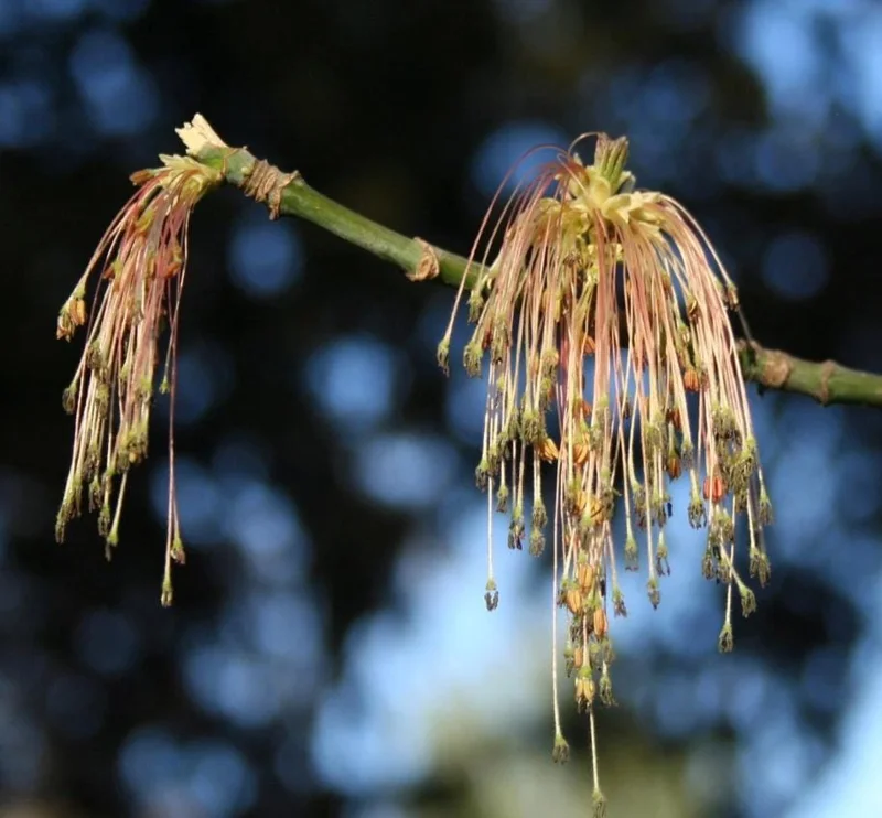 2 American Hackberry Trees Live Plant – 1-2ft Tall Bare Root – Deciduous Shade Tree - Image 3