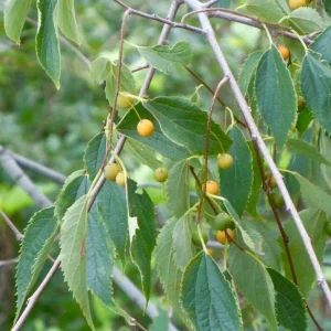 2 American Hackberry Trees Live Plant – 1-2ft Tall Bare Root – Deciduous Shade Tree - Image 4