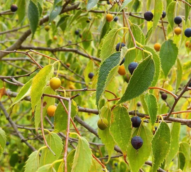 2 American Hackberry Trees Live Plant – 1-2ft Tall Bare Root – Deciduous Shade Tree - Image 5