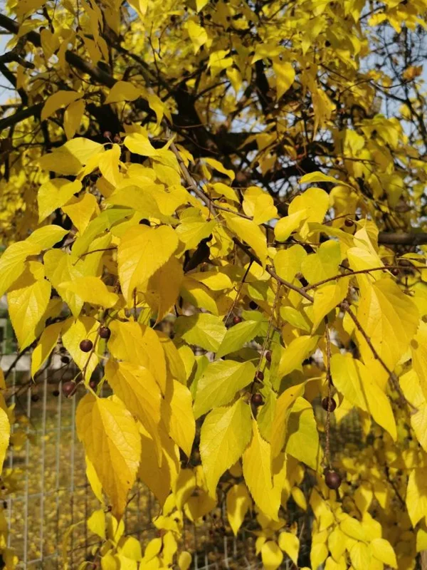 2 American Hackberry Trees Live Plant – 1-2ft Tall Bare Root – Deciduous Shade Tree - Image 6