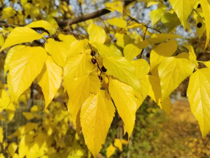 2 American Hackberry Trees Live Plant – 1-2ft Tall Bare Root – Deciduous Shade Tree - Image 7