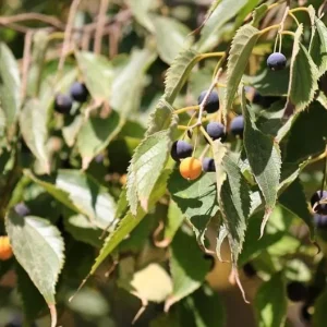 2 American Hackberry Trees Live Plant – 1-2ft Tall Bare Root – Deciduous Shade Tree - Image 1