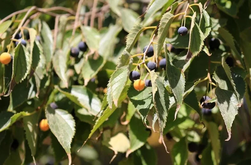 2 American Hackberry Trees Live Plant – 1-2ft Tall Bare Root – Deciduous Shade Tree - Image 1