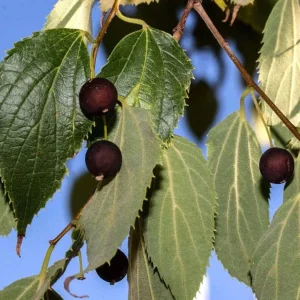 2 American Hackberry Trees Live Plant – 1-2ft Tall Bare Root – Deciduous Shade Tree - Image 9