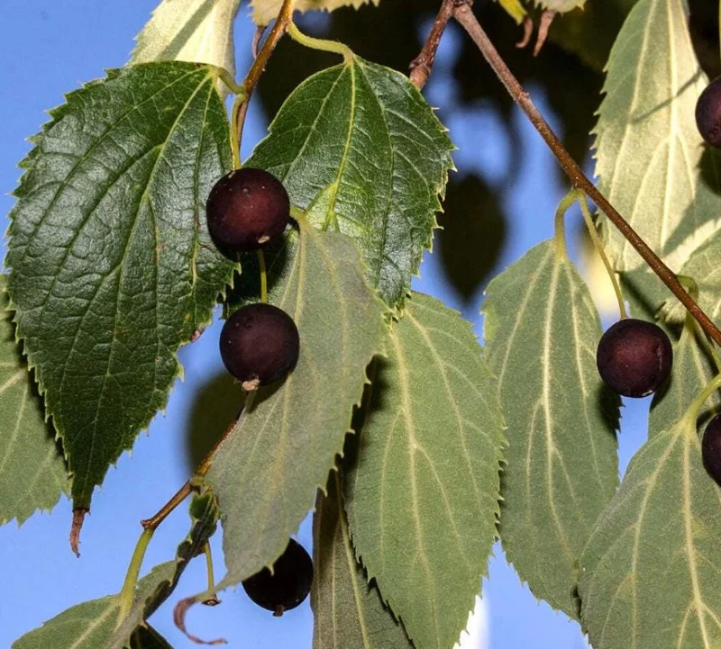 2 American Hackberry Trees Live Plant – 1-2ft Tall Bare Root – Deciduous Shade Tree - Image 9