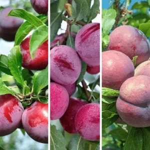 2 American Plum Trees Prunus Americana - Cold Hardy, Fruiting, 2-3 Ft Tall - Image 2