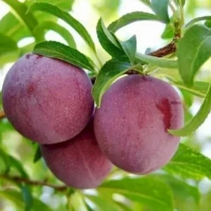 2 American Plum Trees Prunus Americana - Cold Hardy, Fruiting, 2-3 Ft Tall - Image 4