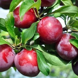 2 American Plum Trees Prunus Americana - Cold Hardy, Fruiting, 2-3 Ft Tall - Image 8