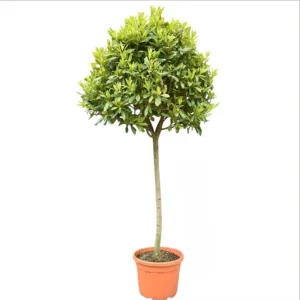 2 Bay Laurel Live Plants - Sweet Bay Trees, Laurus Nobilis, 4-8 Inch Tall - Image 10