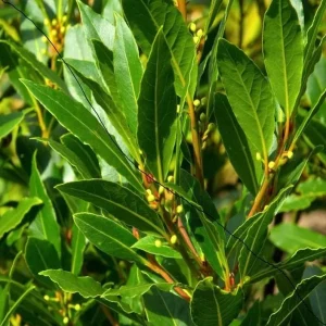 2 Bay Laurel Live Plants - Sweet Bay Trees, Laurus Nobilis, 4-8 Inch Tall - Image 2