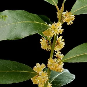2 Bay Laurel Live Plants - Sweet Bay Trees, Laurus Nobilis, 4-8 Inch Tall - Image 5