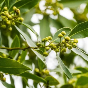 2 Bay Laurel Live Plants - Sweet Bay Trees, Laurus Nobilis, 4-8 Inch Tall - Image 6