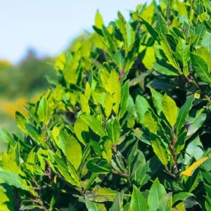 2 Bay Laurel Live Plants - Sweet Bay Trees, Laurus Nobilis, 4-8 Inch Tall - Image 9