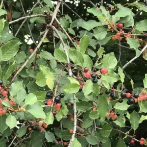 2 Black Cherry Trees Live Plant - Sweet Fruit Tree - 2-3 Ft Tall Dormant - Image 10