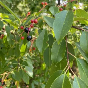 2 Black Cherry Trees Live Plant - Sweet Fruit Tree - 2-3 Ft Tall Dormant - Image 3
