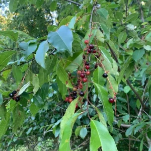 2 Black Cherry Trees Live Plant - Sweet Fruit Tree - 2-3 Ft Tall Dormant - Image 4