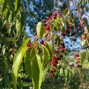 2 Black Cherry Trees Live Plant - Sweet Fruit Tree - 2-3 Ft Tall Dormant - Image 5