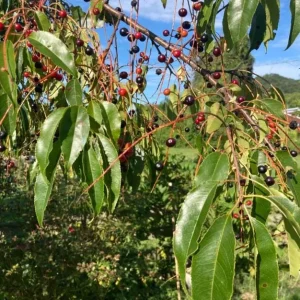 2 Black Cherry Trees Live Plant - Sweet Fruit Tree - 2-3 Ft Tall Dormant - Image 6