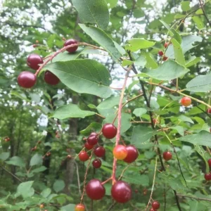 2 Black Cherry Trees Live Plant - Sweet Fruit Tree - 2-3 Ft Tall Dormant - Image 7