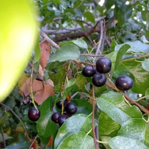 2 Black Cherry Trees Live Plant - Sweet Fruit Tree - 2-3 Ft Tall Dormant - Image 8