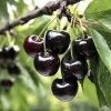 2 Black Cherry Trees Live Plant - Sweet Fruit Tree - 2-3 Ft Tall Dormant - Image 1