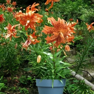 2 Large Tiger Lily Bulbs Orange Lilies 14-16cm - Hardy Perennial Flowers - Image 2