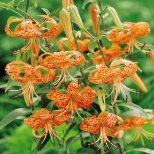 2 Large Tiger Lily Bulbs Orange Lilies 14-16cm - Hardy Perennial Flowers - Image 3
