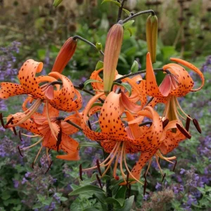 2 Large Tiger Lily Bulbs Orange Lilies 14-16cm - Hardy Perennial Flowers - Image 5