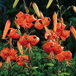 2 Large Tiger Lily Bulbs Orange Lilies 14-16cm - Hardy Perennial Flowers - Image 6