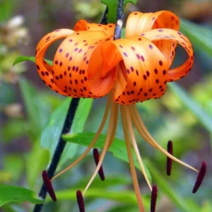 2 Large Tiger Lily Bulbs Orange Lilies 14-16cm - Hardy Perennial Flowers - Image 7