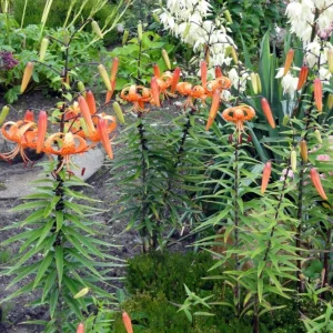 2 Large Tiger Lily Bulbs Orange Lilies 14-16cm - Hardy Perennial Flowers - Image 9