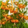 2 Large Tiger Lily Bulbs Orange Lilies 14-16cm - Hardy Perennial Flowers - Image 1
