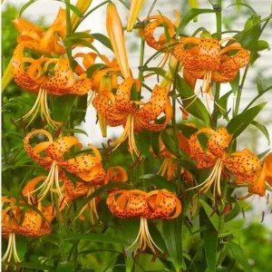 2 Large Tiger Lily Bulbs Orange Lilies 14-16cm - Hardy Perennial Flowers - Image 1