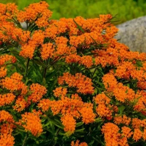2 Orange Milkweed Live Starter Plants, 4-9 Inch Tall - Monarch Butterfly Attractant Perennial - Image 10