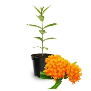 2 Orange Milkweed Live Starter Plants, 4-9 Inch Tall - Monarch Butterfly Attractant Perennial - Image 3