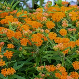 2 Orange Milkweed Live Starter Plants, 4-9 Inch Tall - Monarch Butterfly Attractant Perennial - Image 5