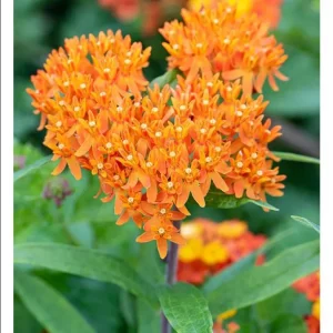 2 Orange Milkweed Live Starter Plants, 4-9 Inch Tall - Monarch Butterfly Attractant Perennial - Image 6