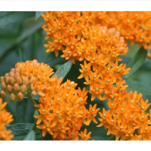 2 Orange Milkweed Live Starter Plants, 4-9 Inch Tall - Monarch Butterfly Attractant Perennial - Image 9