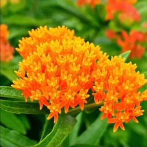 2 Orange Milkweed Live Starter Plants, 4-9 Inch Tall - Monarch Butterfly Attractant Perennial - Image 1