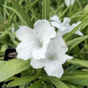 2 Pack Dwarf White Ruellia Live Starter Plants - Mexican Petunia, 4-9 Inch Tall - Image 2
