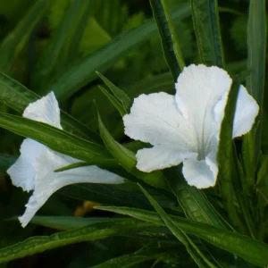 2 Pack Dwarf White Ruellia Live Starter Plants - Mexican Petunia, 4-9 Inch Tall - Image 4