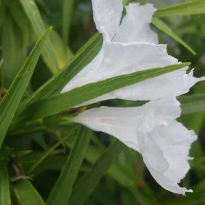 2 Pack Dwarf White Ruellia Live Starter Plants - Mexican Petunia, 4-9 Inch Tall - Image 5