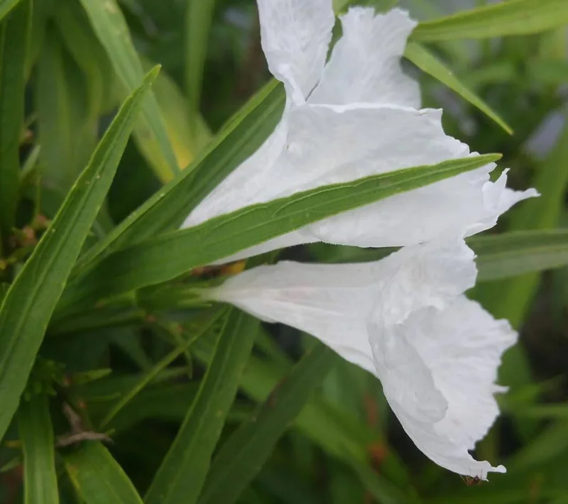 2 Pack Dwarf White Ruellia Live Starter Plants - Mexican Petunia, 4-9 Inch Tall - Image 5