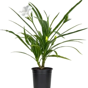 2 Pack Dwarf White Ruellia Live Starter Plants - Mexican Petunia, 4-9 Inch Tall - Image 7