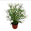 2 Pack Dwarf White Ruellia Live Starter Plants - Mexican Petunia, 4-9 Inch Tall - Image 1