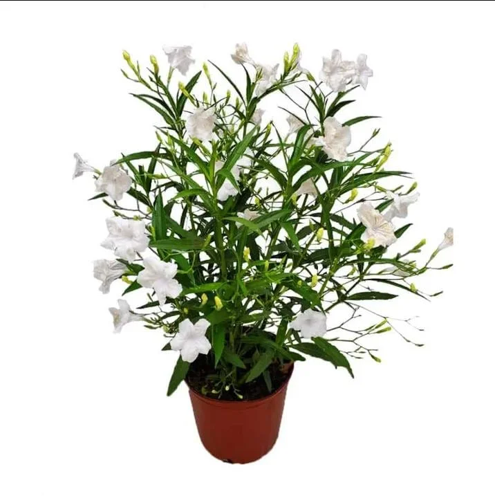2 Pack Dwarf White Ruellia Live Starter Plants - Mexican Petunia, 4-9 Inch Tall - Image 1