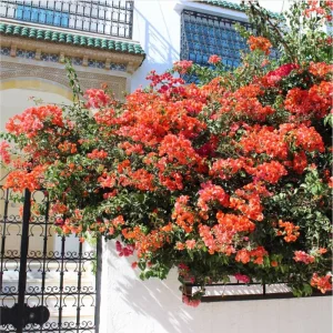 2 Pack Sundown Orange Bougainvillea Live Starter Plants, 4-6 Inch, Outdoor - Image 2